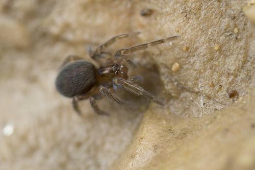Amaurobius sp.